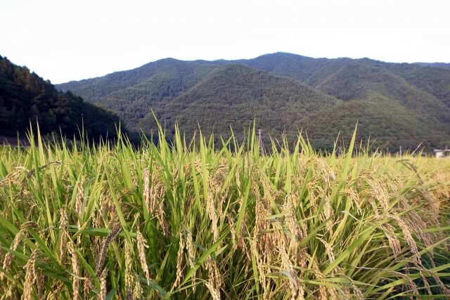 農家直送の美味しいお米をご通販